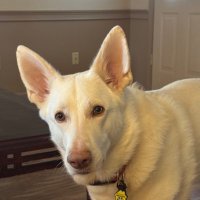 Fergus’ MAGA Dad (@ganick66) 's Twitter Profile