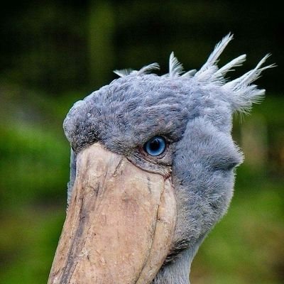 rasukugogo's profile picture. 