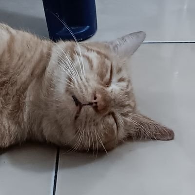 GaldyrdWahyu's profile picture. 