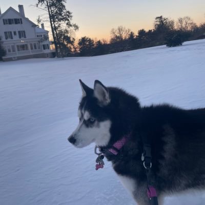 TravelShaq's profile picture. 