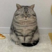 せな (@cbr400f1041) 's Twitter Profile