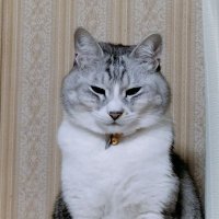 元板前のりーやん (@saburou08606294) 's Twitter Profile
