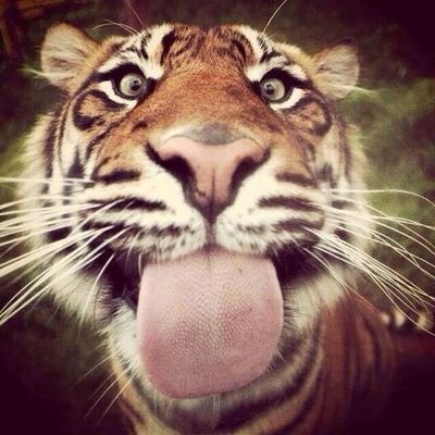 chiocato's profile picture. this user has a love-hate relationship with her own life