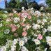 FloralHistorian (@jenassherton) Twitter profile photo FloralHistorian (@jenassherton) Twitter profile photo