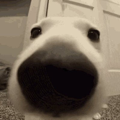 garrixzada's profile picture. hackearam o outro só coisa boa