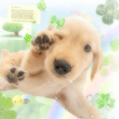 사랑해 강아지랑 죽일래 강아지의 차이를 모르는구나