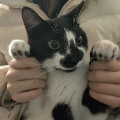 25 | Addicted to Maplestory, TFT, and my cat Milky | I love trying new co-op games