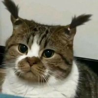Sherry 🐈 (@sherry_so_sweet) 's Twitter Profile Photo Sherry 🐈 (@sherry_so_sweet) 's Twitter Profile Photo