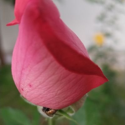 Shaikhm04230983's profile picture. वक्त नूर को बेनूर करता है
थोड़े से जख्म को नासूर खाता है
कौन चाहता है आप जैसे से दूर होना
 लेकिन वक्त सबको मजबूर करता है