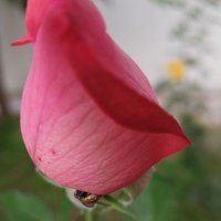 مظفر حسين (@shaikhm04230983) 's Twitter Profile