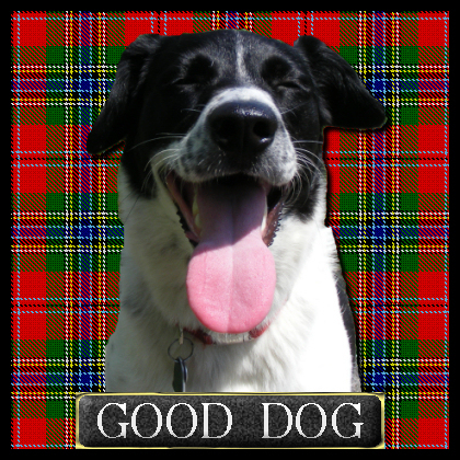 PiperMcLean's profile picture. Border Collie Mystery Mix