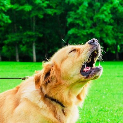 Master of Bark,
6xx peak toplaner
Spidey lover
Woof Bark,