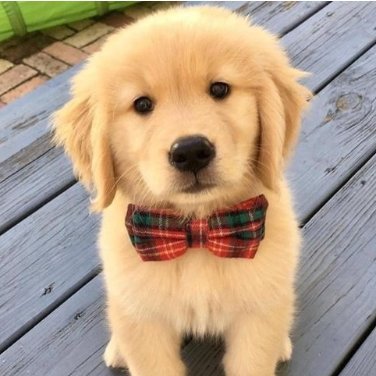 joemaican_29's profile picture. I love tech, gaming and dogs! An absolute newbie on X, love to learn!