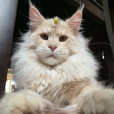 CMSQ88881027's profile picture. 嗯～