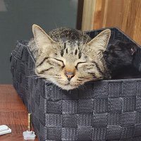 神奈川 埼玉 千葉　赤玉班長 (@srq2hjcyzd4yarl) Twitter profile photo