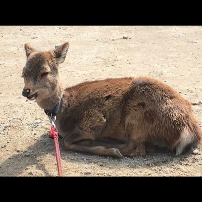 VGPshika's profile picture. 幸せ大好き懸賞は大好きだけど普通のことも呟くので懸賞垢じゃないよ！しかのうまれかわりだったらいいな 当選実績は→#鹿の当選報告 鹿にお布施すると良いことが起きたり起きなかったり？ 自称愛国者は愛国者の敵なので嫌い