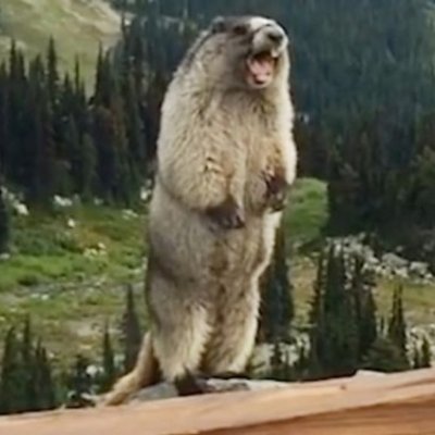 ワンころ餅さんのプロフィール画像