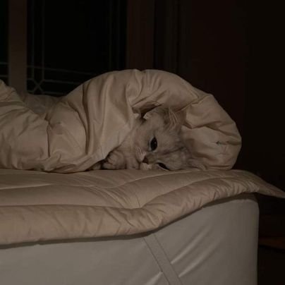 MadihaMohammed1's profile picture. 