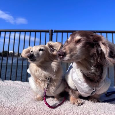 shokowan's profile picture. しょこは2025.6.29天国へ👼🌈みんなありがとう🐶シエル兄ちゃんは18歳だよ❣️おっとり癒し系イケオジ🐢目が見えないからすぐぶつかるよ👀(最近は耳も遠い)無言フォローウエルカムだワン😆🐶