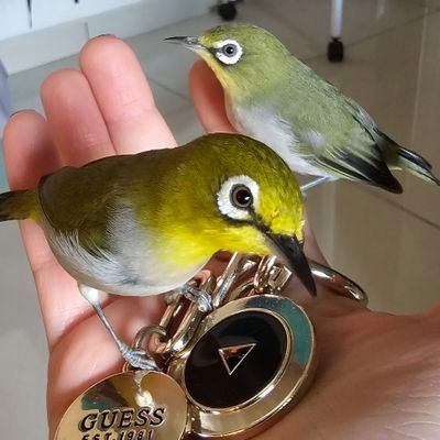 kisinkaya's profile picture. матерь белоглазок