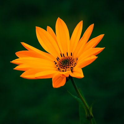 mojammel4686's profile picture. 