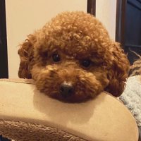 ˙ᴥ˙ぁゅ˙ᴥ˙ (@a_a0202a_a) Twitter profile photo