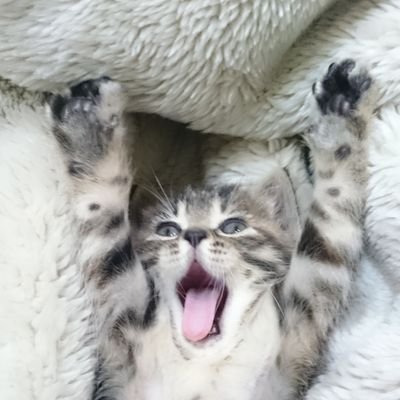 muyatoshi's profile picture. しがないフリーター。愛車のエッセは嫁さんに取られました🥲︎アイコンは愛猫ルカティエルさん。