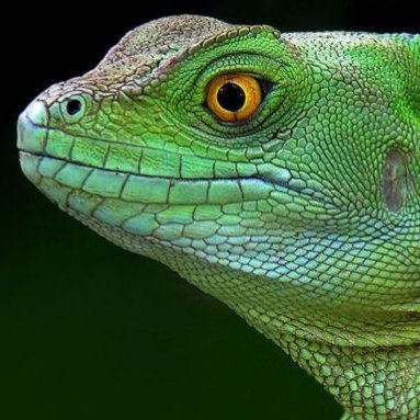 Bryan4Maga's profile picture. 