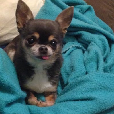 onyzxo's profile picture. 너겟 타임💥