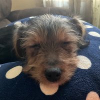 Carmella Koch (@carmellasway) 's Twitter Profile