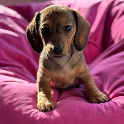 Zz2moon's profile picture. Noisemaker