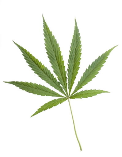 NORMALohio's profile picture. 