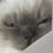 n_alwaysbehappy's profile image