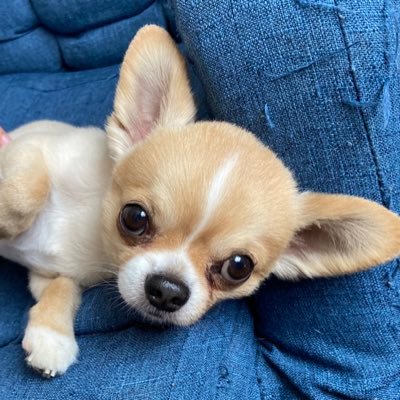 chikuchikuchi88's profile picture. 麺活、スニーカー、ゴルフは趣味にしたい輩です😆