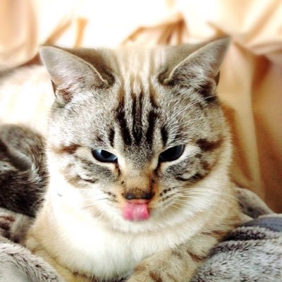 英傑大戦・ラジオ好きです。 アニマル大好きで月に1度は動物園などの施設に行ってます。 お友達のゲーム配信を視聴させて頂いております。 何卒宜しくお願い致します。 ( ⁰⊖⁰)ヒヒヒ