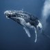 Whale (@bestwhale777) Twitter profile photo Whale (@bestwhale777) Twitter profile photo