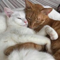 soonhoon as cats ₍^. .^₎⟆ (@soonhooncats) 's Twitter Profile