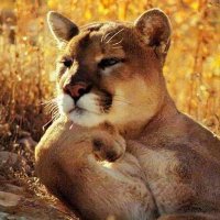 Marilú 💕🐘🐘🐘💕 🇲🇽 (@marilu86053) 's Twitter Profile