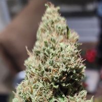 Cannabis is King (@icemanf35) 's Twitter Profile Photo Cannabis is King (@icemanf35) 's Twitter Profile Photo