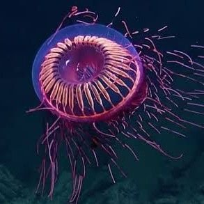 R1berute's profile picture. OW GT7 スト6 アクナイ マイクラ AC6 LoL
など様々なゲームをやっております。バンバン絡んでいただけると嬉しいです。