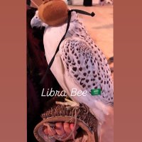 Bee 🕊️ (@librabee30) 's Twitter Profile Photo Bee 🕊️ (@librabee30) 's Twitter Profile Photo