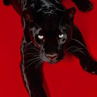 字了 (@show_huii) 's Twitter Profile