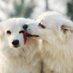 Knine Pets (@kninepets) Twitter profile photo Knine Pets (@kninepets) Twitter profile photo