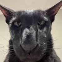 babaei (@leftkil) 's Twitter Profile