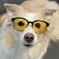 Puppy_Canvas🐶 (@puppycanvas) 's Twitter Profile