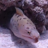 タピオカウツボ (@tapioca_moray) 's Twitter Profile