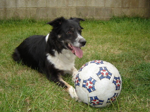 Hi i'm Bethany Rose and I'm a BIG Border Collie fan^^ Only because on saturday 10th of July 2010 my dog Lucy died Since I was little I've loved them so much.