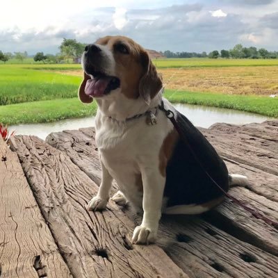 I iz a stubborn angle beagle girl... I tweet from da rainbow bridge 🌈 Umm wiff my Norty Daddy as my assistant... Ohh yes Curfew iz my name 🐶 #BeagleBugClub 🐞