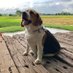 𝘾𝙪𝙧𝙛𝙚𝙬®️ (@curfewbeagle) Twitter profile photo 𝘾𝙪𝙧𝙛𝙚𝙬®️ (@curfewbeagle) Twitter profile photo