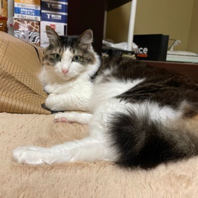 2a3HDhn6K3PaZA4's profile picture. 西武ライオンズファン ベルーナドーム観戦に行ったりしてます。